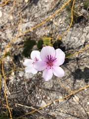 Pelargonium elegans