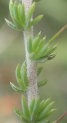 Aspalathus tenuissima