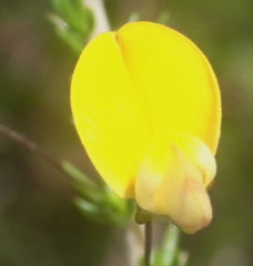 Aspalathus tenuissima