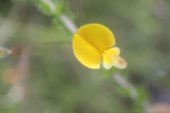 Aspalathus tenuissima