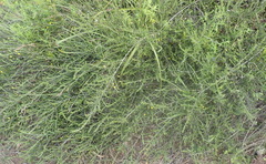 Aspalathus tenuissima