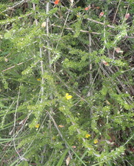 Aspalathus tenuissima