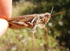 Melanoplus lakinus