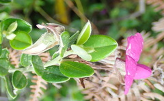 Podalyria buxifolia