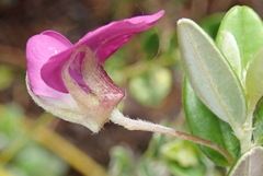 Podalyria buxifolia