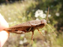 Melanoplus lakinus