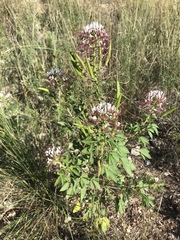 Polanisia dodecandra trachysperma