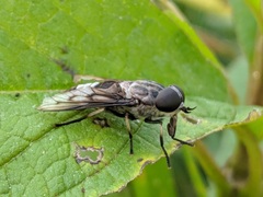 Tabanus trimaculatus