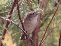 Phylloscopus sindianus