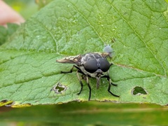 Tabanus trimaculatus