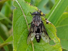 Tabanus trimaculatus