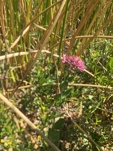 iNaturalist observation photo of marsh fleabane