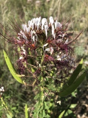 Polanisia dodecandra trachysperma