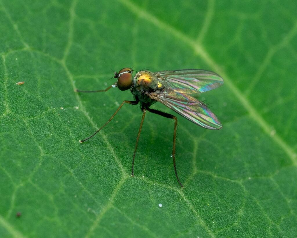 Diaphorus millardi
