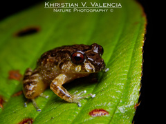 Serranobatrachus carmelitae