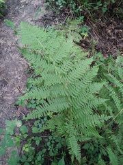 Athyriaceae