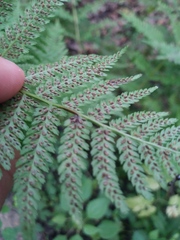 Athyriaceae