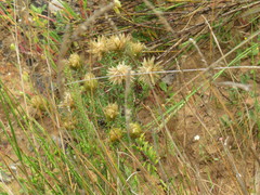 Phylica pubescens
