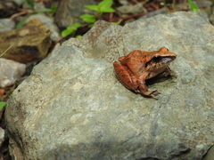 Pristimantis achatinus