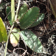 Alepidea capensis