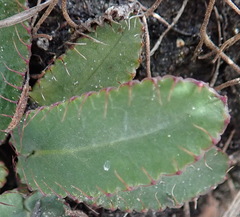 Alepidea capensis