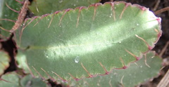 Alepidea capensis