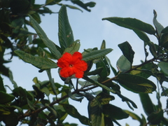 Varronia salviifolia