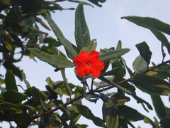 Varronia salviifolia