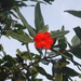 Varronia salviifolia - Photo (c) Martin Reith, algunos derechos reservados (CC BY-NC), subido por Martin Reith