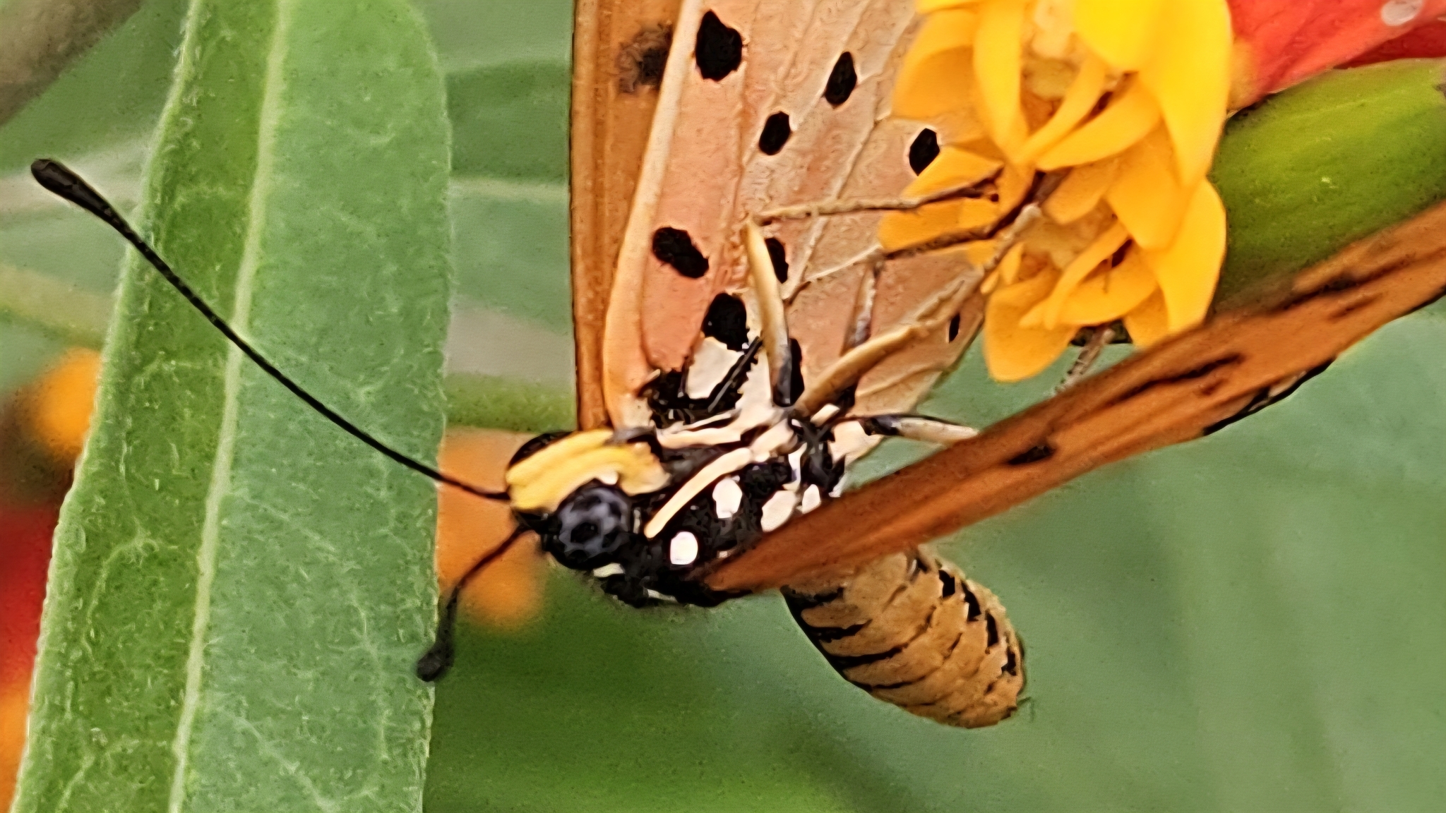 Tawny Coster