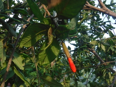 Varronia salviifolia
