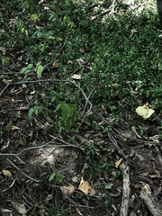 Bignonia capreolata
