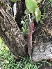 Anthurium schlechtendalii