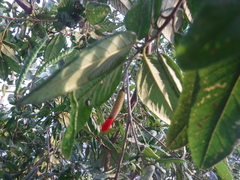 Varronia salviifolia