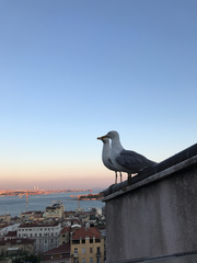 Larus michahellis