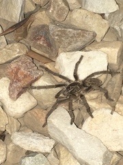 Harpactirinae