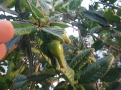 Varronia salviifolia