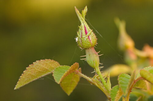 Rosa rubiginosa