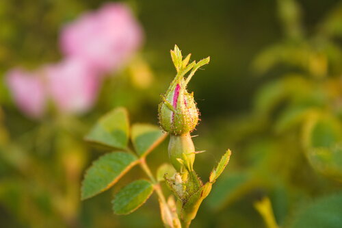 Rosa rubiginosa