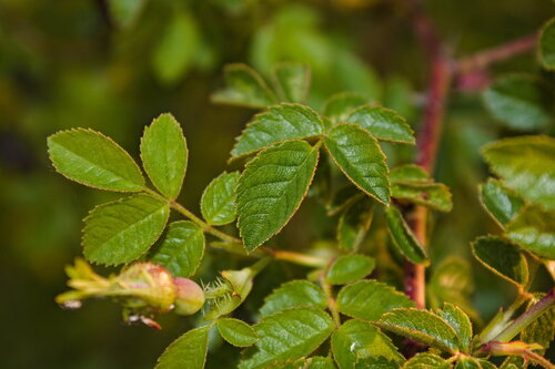 Rosa rubiginosa