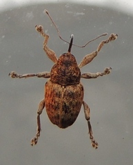 Curculio pardalis