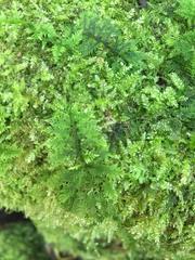 Thuidium cymbifolium