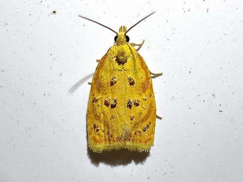 Blueberry Leaftier Moth photo 5