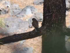 Falco tinnunculus canariensis