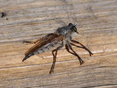 Promachus vexator