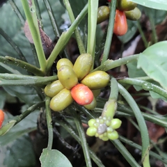 Aglaonema simplex