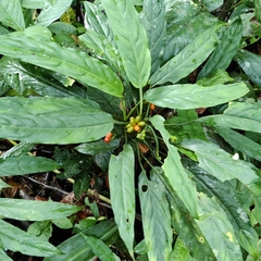 Aglaonema simplex, photograph (c) Bret van Putten, some rights reserved (CC BY-SA)