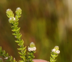 Phylica humilis