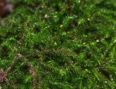 Echinodiopsis hispida