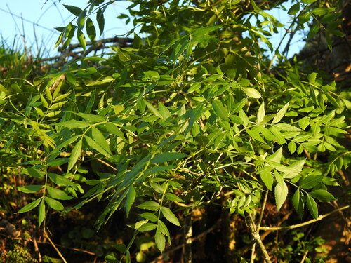 Fraxinus angustifolia